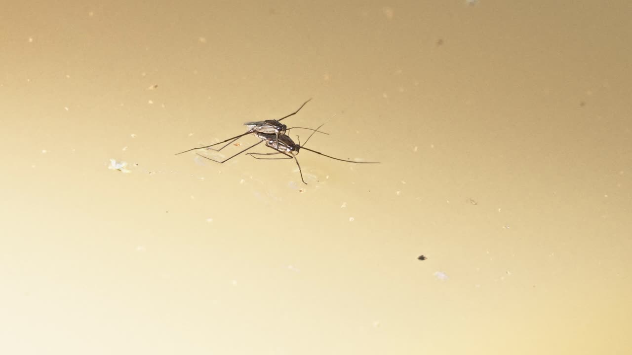 Medium shot of two garridaes copulating in the water during the day in Tambopata, Madre de Dios Region, Peru, in the peruvian amazon