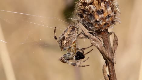 a garden spider, araneus diadematus, eating its prey