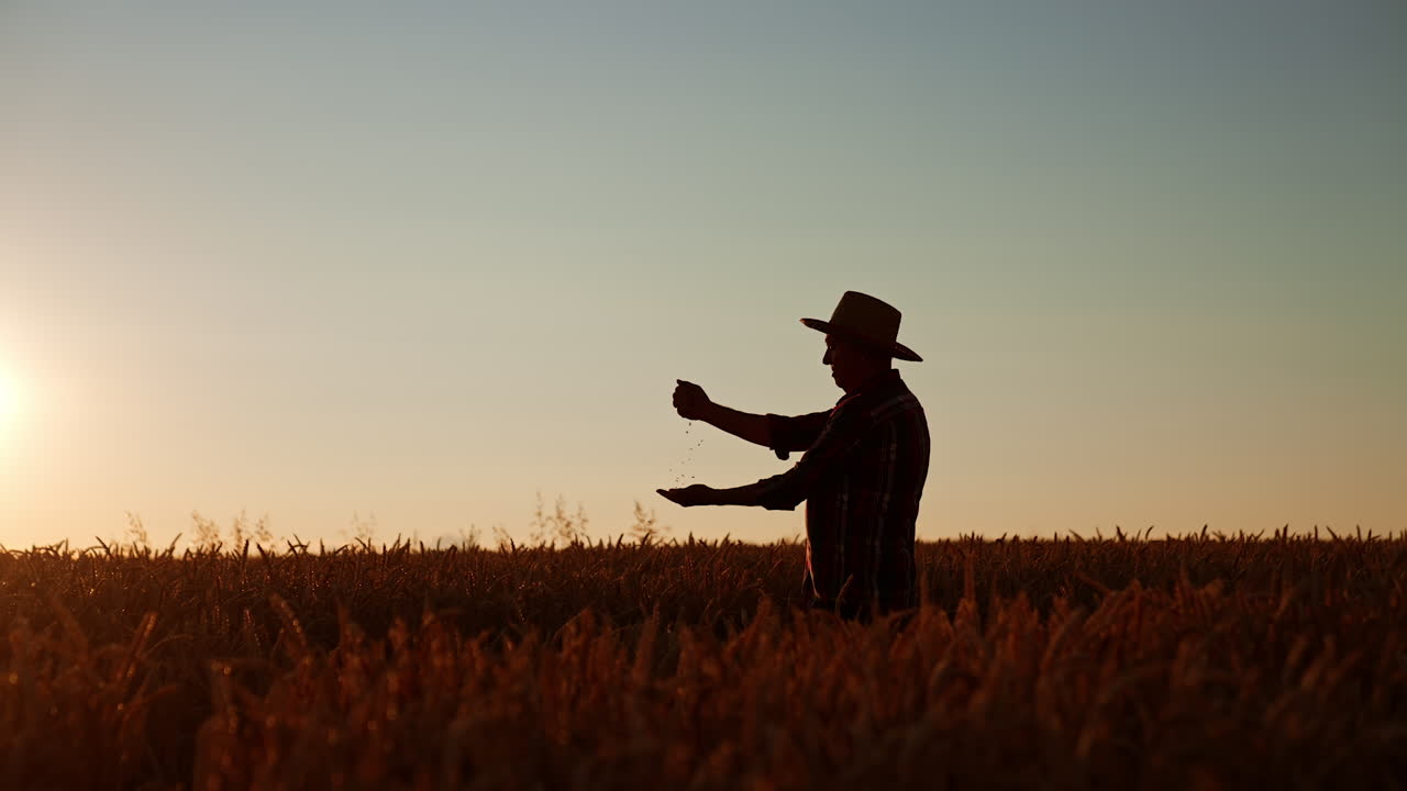 Silhouette profile of a man standing in the farmland up to waist. Farmer in hat pouring grain in hands. Sunset at backdrop.