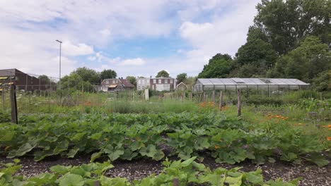 Jardín-Comunitario-Urbano-Con-Invernadero-A-Distancia-Durante-El-Día-En-Leiden,-Países-Bajos