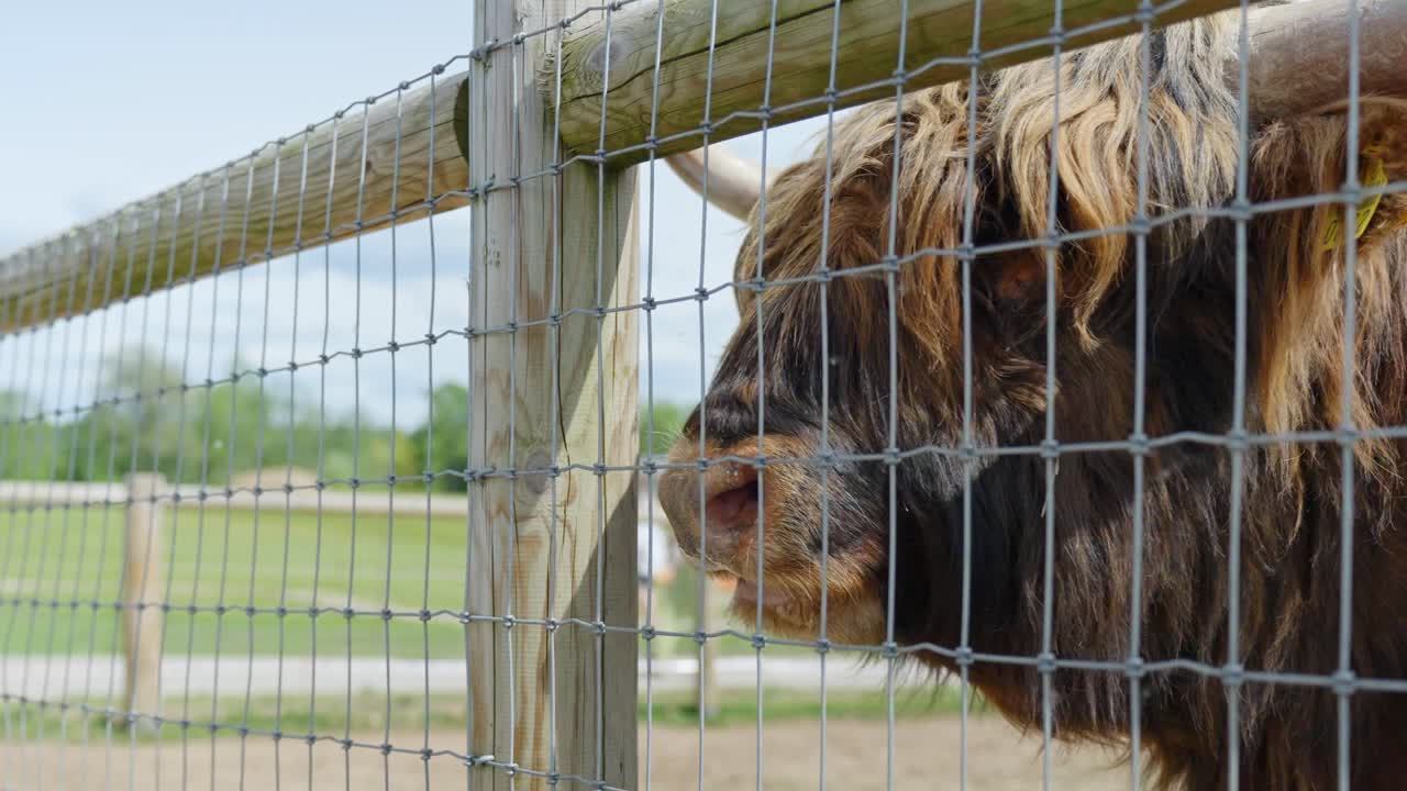 Close-up of a Highland cattle with shaggy coat being fed through a fence in a zoo.