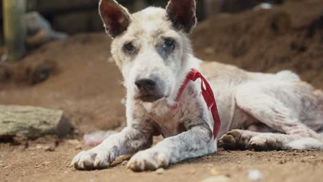 Traurig-Aussehender-Armer,-Verlassener-Hund,-Nahaufnahme-Eines-Streunenden-Hundes-Auf-Der-Straße