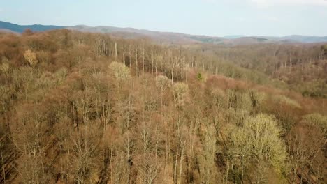 video de drone de un bosque en 4k