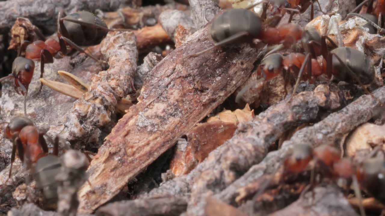 Primo piano di una formica in natura