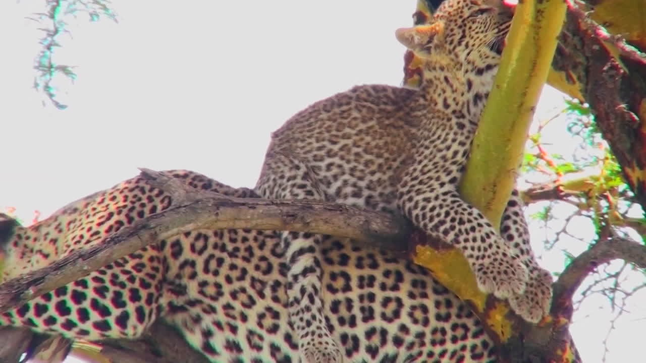 un bebé leopardo muy lindo se sienta sobre su madre en un árbol en áfrica