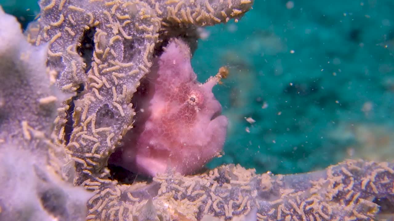 spotfin frogfish 매복 포식자는 연산호 안에 숨어 먹이를 유인하고 있습니다.