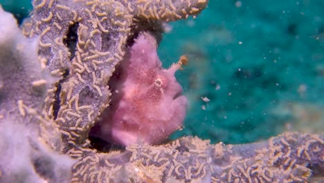 Spotfin-Frogfish-Emboscada-Depredador-Se-Esconde-Dentro-De-Corales-Blandos-Esperando-Atraer-A-La-Presa