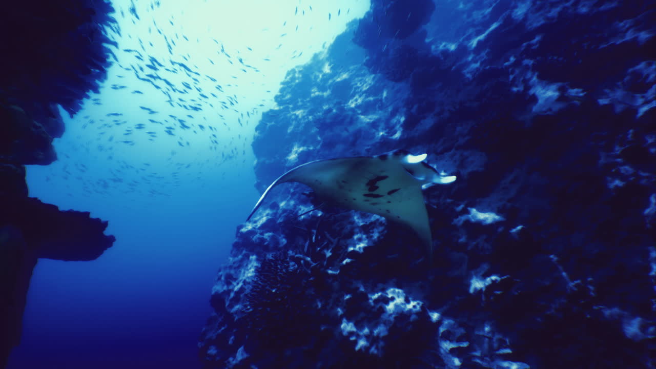 Manta ray gliding gracefully through underwater ocean habitat