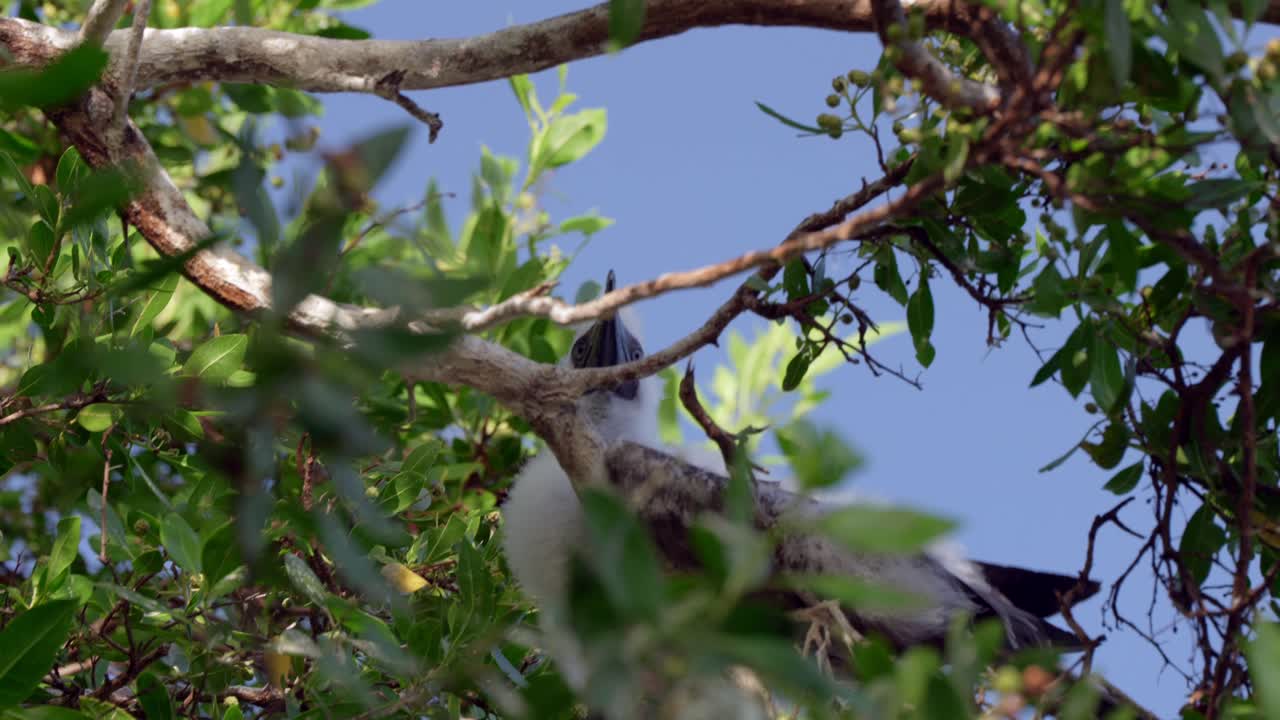 un joven booby de patas rojas se sienta en un árbol en little cayman en las islas caimán