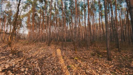 serene pine forest path