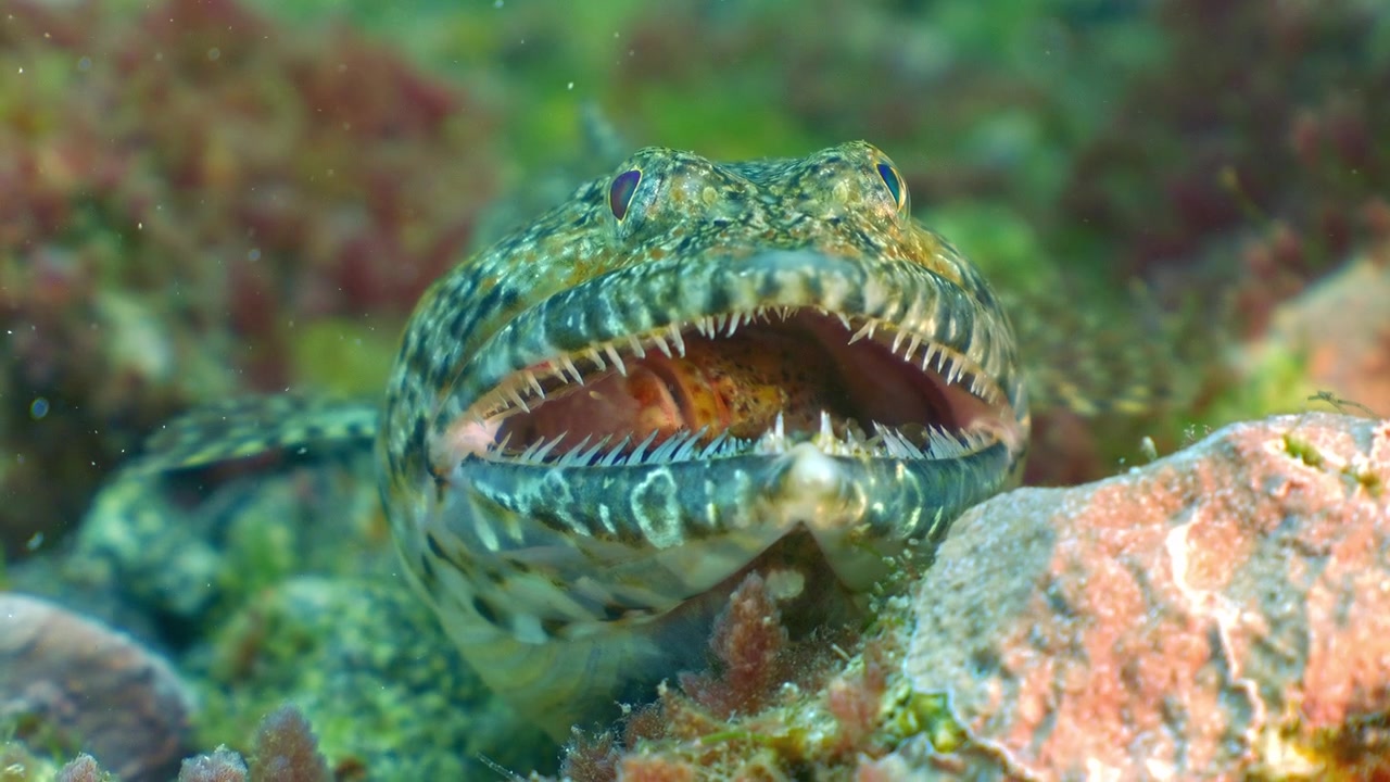 Lizardfish resting on green-toned rocky bottom with mouth held open by a still-breathing scorpionfish prey inside.