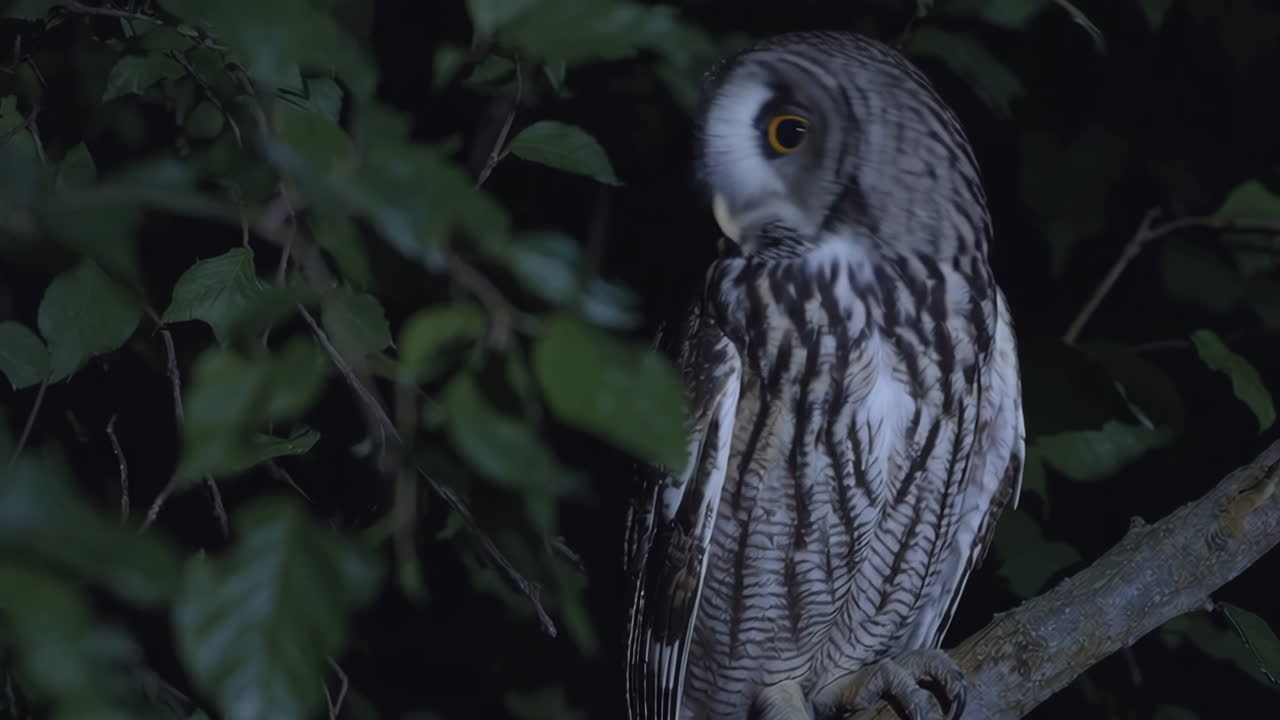 Grey Owl in a Tree at Night