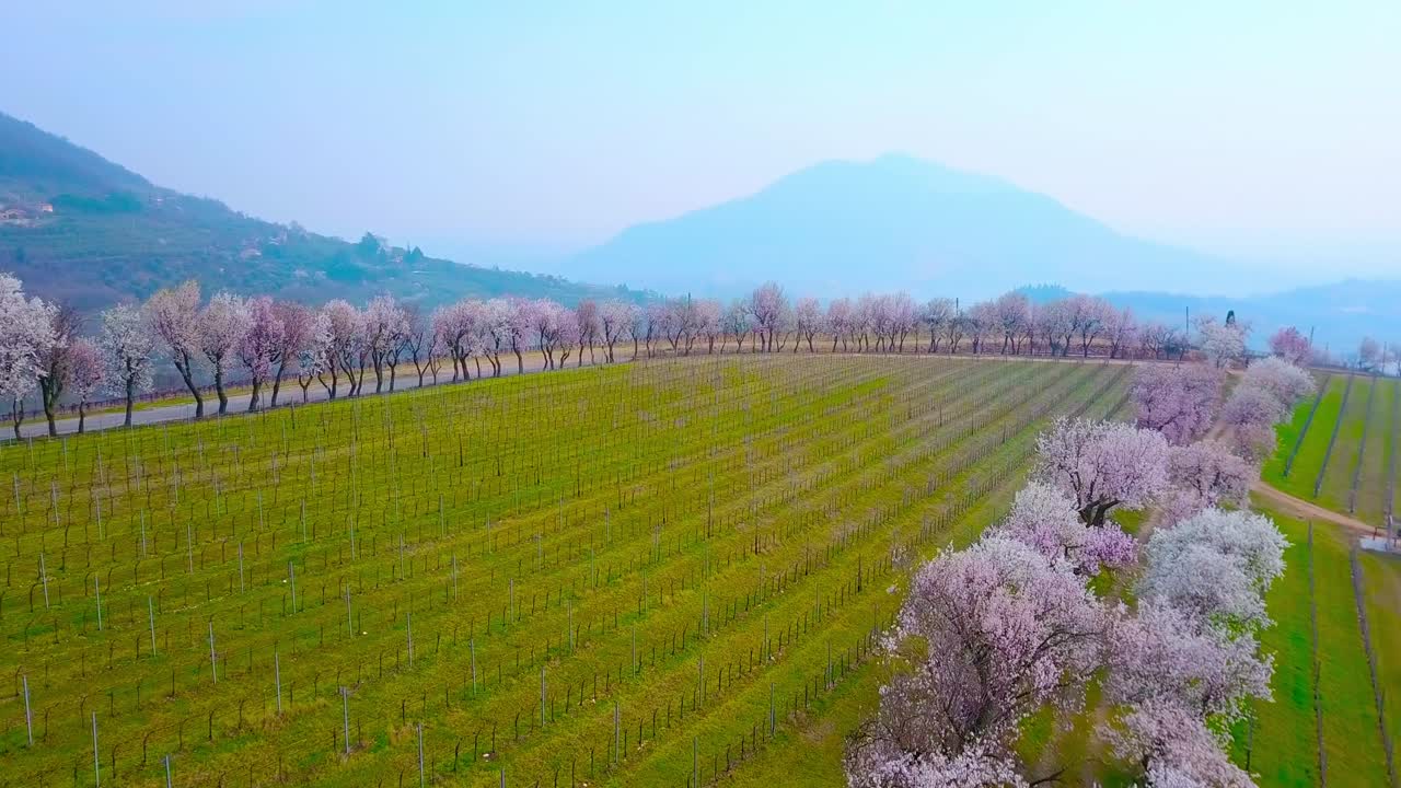 Motion along wide green vineyard encircled with peach trees