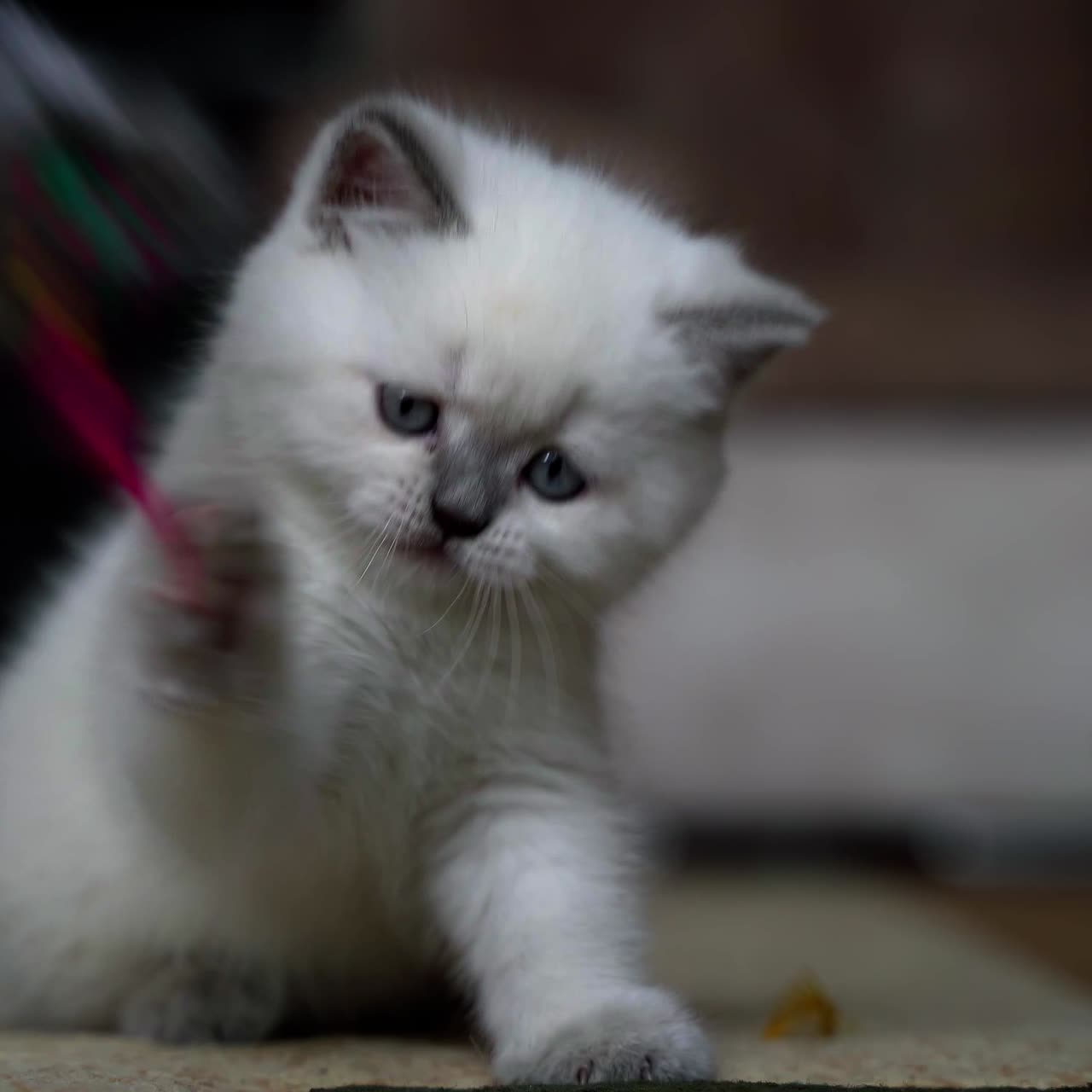 Oyuncakla oynayan kedi