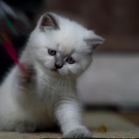 cat playing with toy