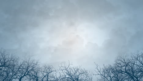 old trees of forest and dramatic sky in night time