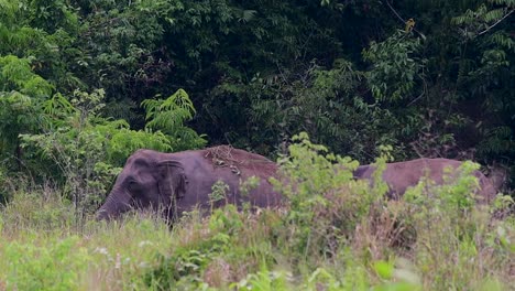 Los-Elefantes-Asiáticos-Son-Especies-En-Peligro-De-Extinción-Y-También-Son-Residentes-De-Tailandia