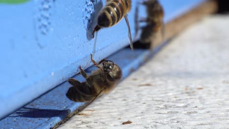 close-up of bees entering a beehive