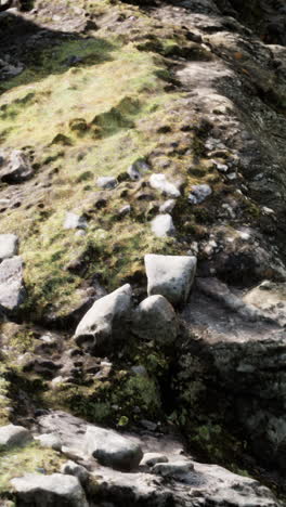 close-up of rocks and moss