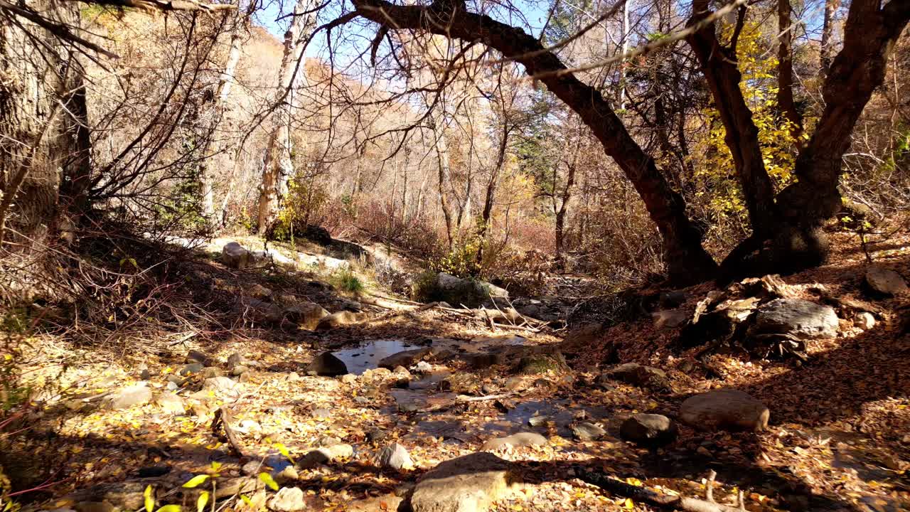 un avión no tripulado volando a través y sobre un lecho de río que se está secando para la temporada de otoño se puede ver todos los árboles han perdido allí hojas en el suelo del bosque octubre noviembre vibra