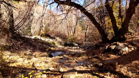 drone flying through and over a river bed that is drying up for the fall autumn season you can see all the trees have lost there leaves to the forest floor october november vibes