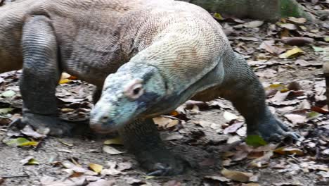 el dragón de komodo mueve su cuello.