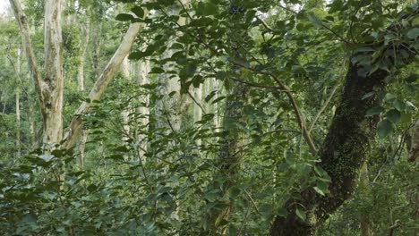 Descending-view-through-leaves-and-branches-in-forest