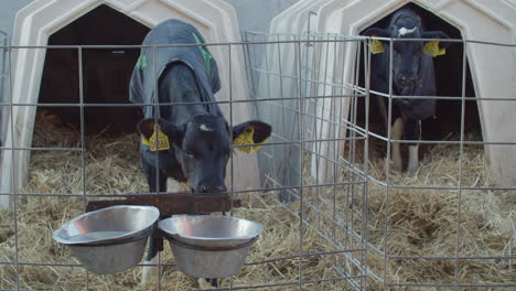 calf in the cowshed in dairy farm