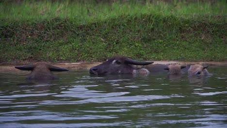 a herd of buffaloes is soaking in the water