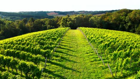 stunning drone footage of a lush green vineyard spreading across a jeruzalem hill, adorned with abundant leaves