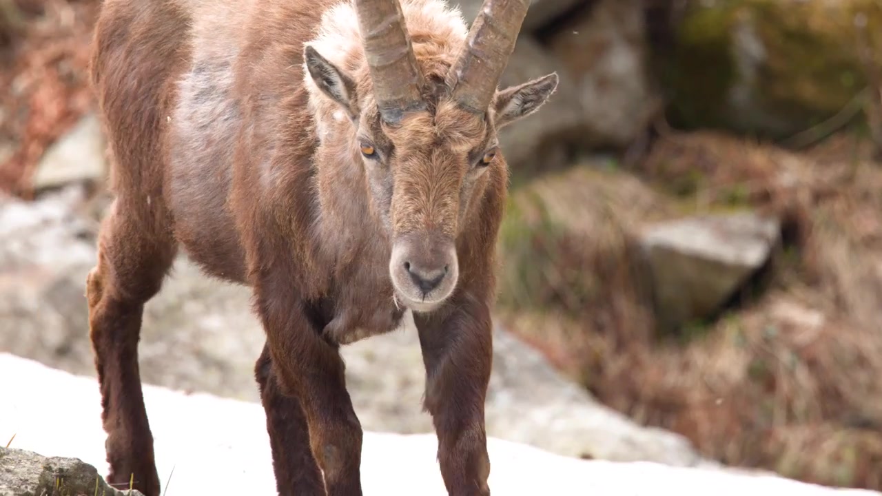 Stambecco alpino che cammina su terreno montuoso roccioso