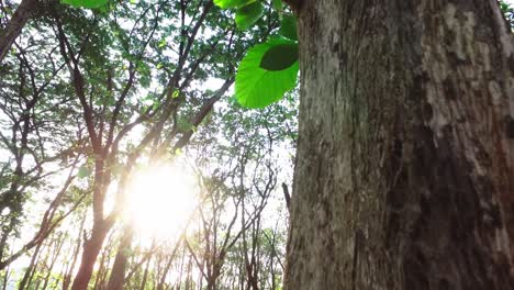 sol brillando intensamente con el árbol en primer plano