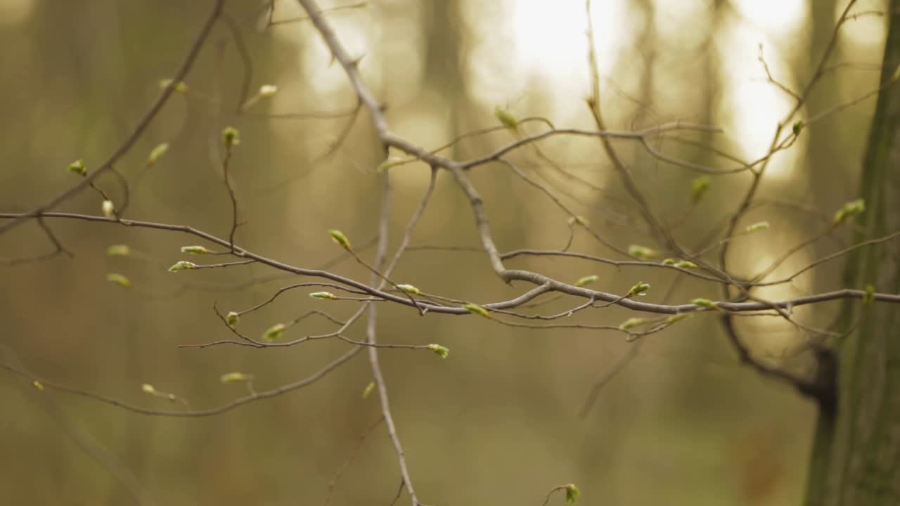 Tree Buds Sprouting On The Twigs In The Forest With Blurry Background - selective focus trucking shot