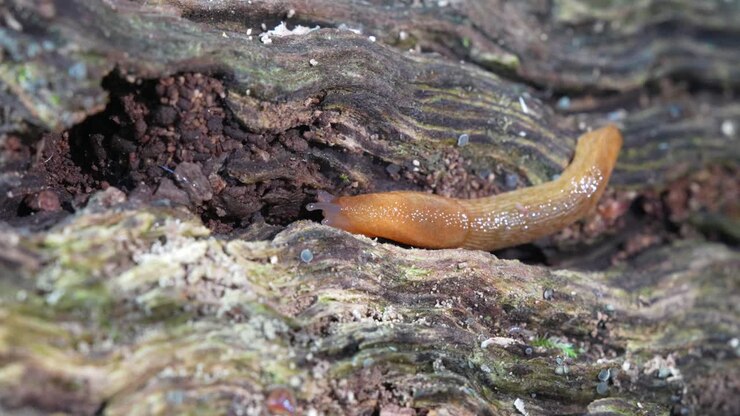 Um vídeo macro de uma lesma escura ocidental rastejando em um tronco velho e podre na floresta