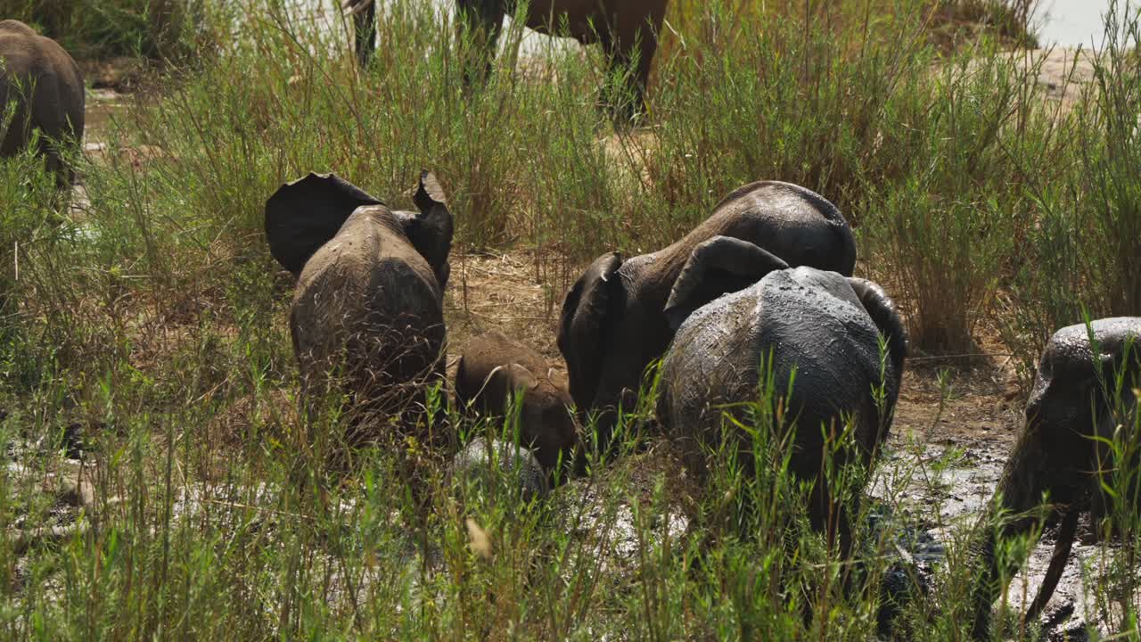 Una mandria di elefanti africani (Loxodonta africana) ripresi da dietro mentre si bagnano in acqua bassa e fangosa tra canne verdi, incluso un piccolo cucciolo. Slow motion, Parco Nazionale Kruger, Sudafrica