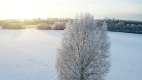 Luftkreisaufnahme-Von-Gefrorenem-Birkenlaub-Während-Der-Goldenen-Winterstunde