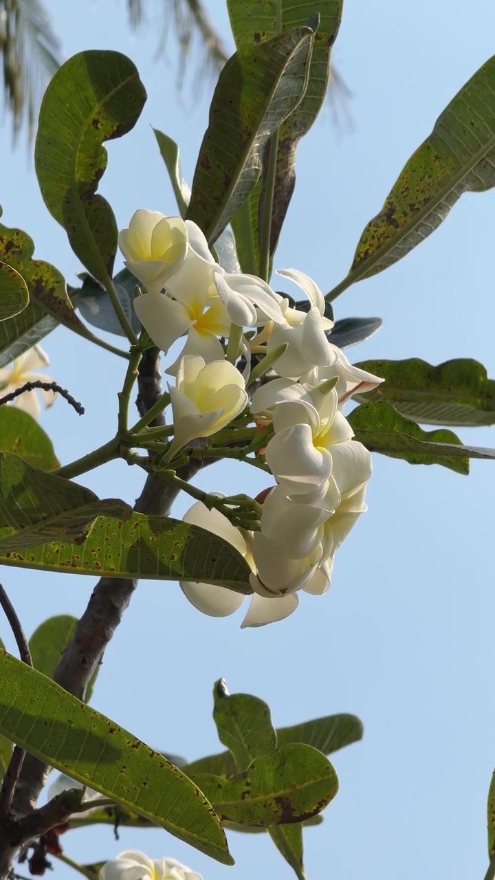 Fiori di plumeria bianchi che sbocciano su un ramo d'albero
