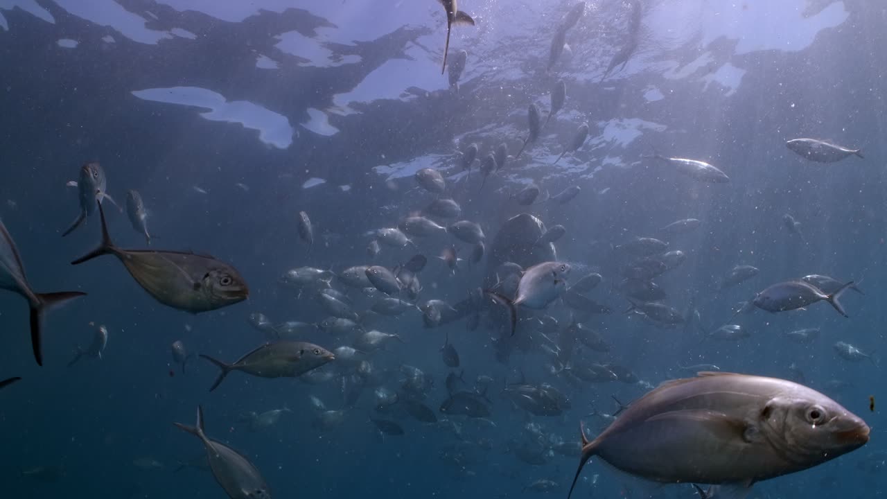 gran tiburón blanco con cicatrices de batalla carcharodon carcharias 4k primer plano de tiburón con cicatrices islas neptuno sur de australia