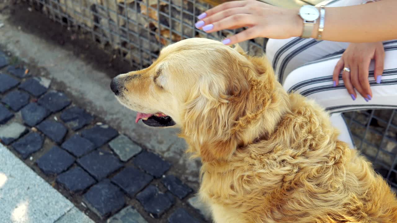 una mujer joven acaricia a un perro recuperador en el parque durante el atardecer