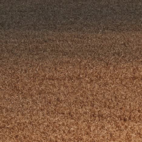 yellow grain ready for harvest