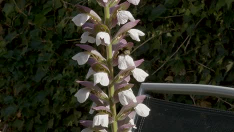 Bumble bee poking in and out of flowers on stalk in a courtyard.