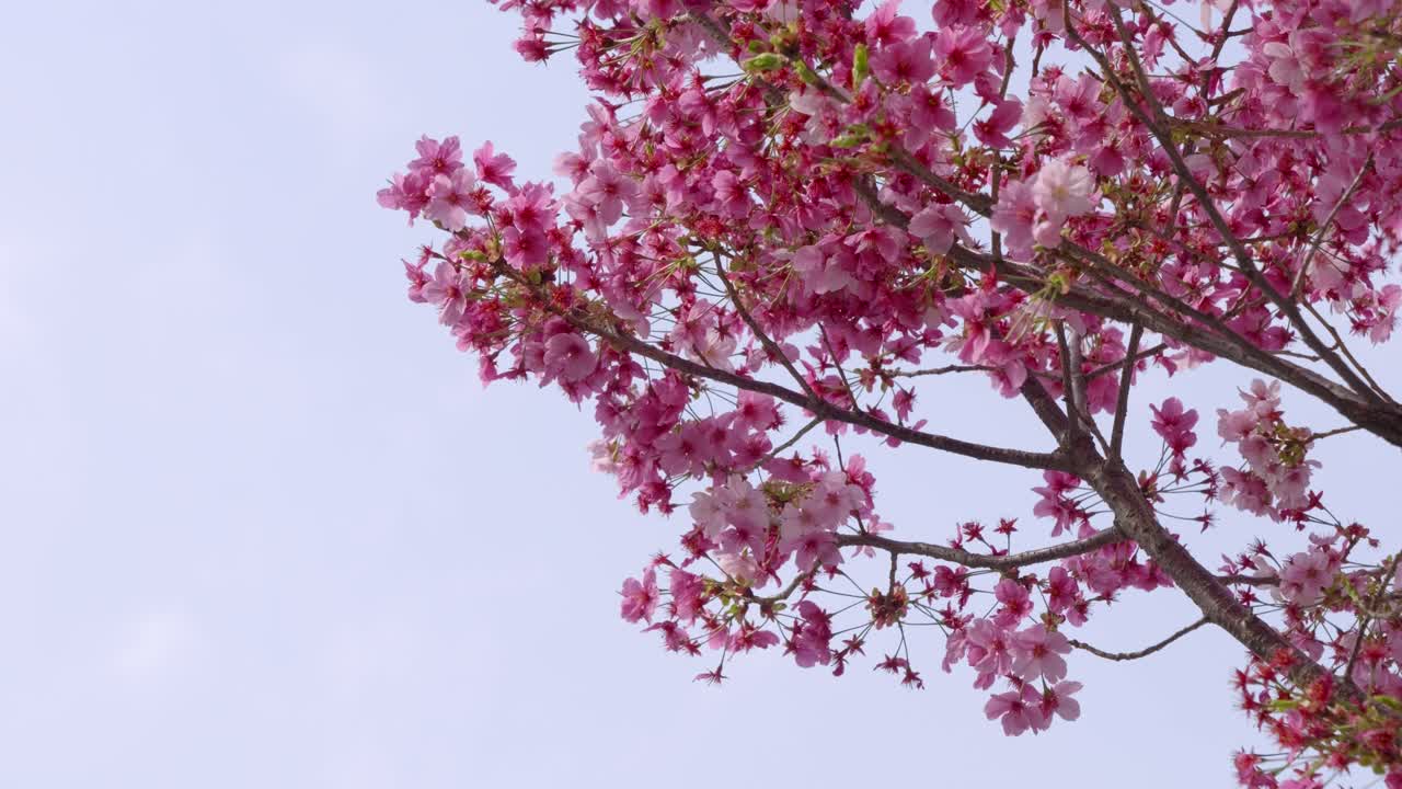 Beautiful vibrant pink Sakura trees against blue sky in slow motion
