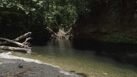 selva daintree con agua de manantial de emmagen creek en cape tribulation, queensland, australia