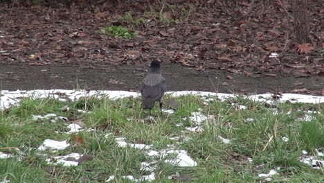 Black-and-grey-crow-walking-on-grass-and-snow-in-Tempelhof-Airport,-Berlin,-Neukoelln,-Germany,-HD,-10-secs,-HD-30-fps