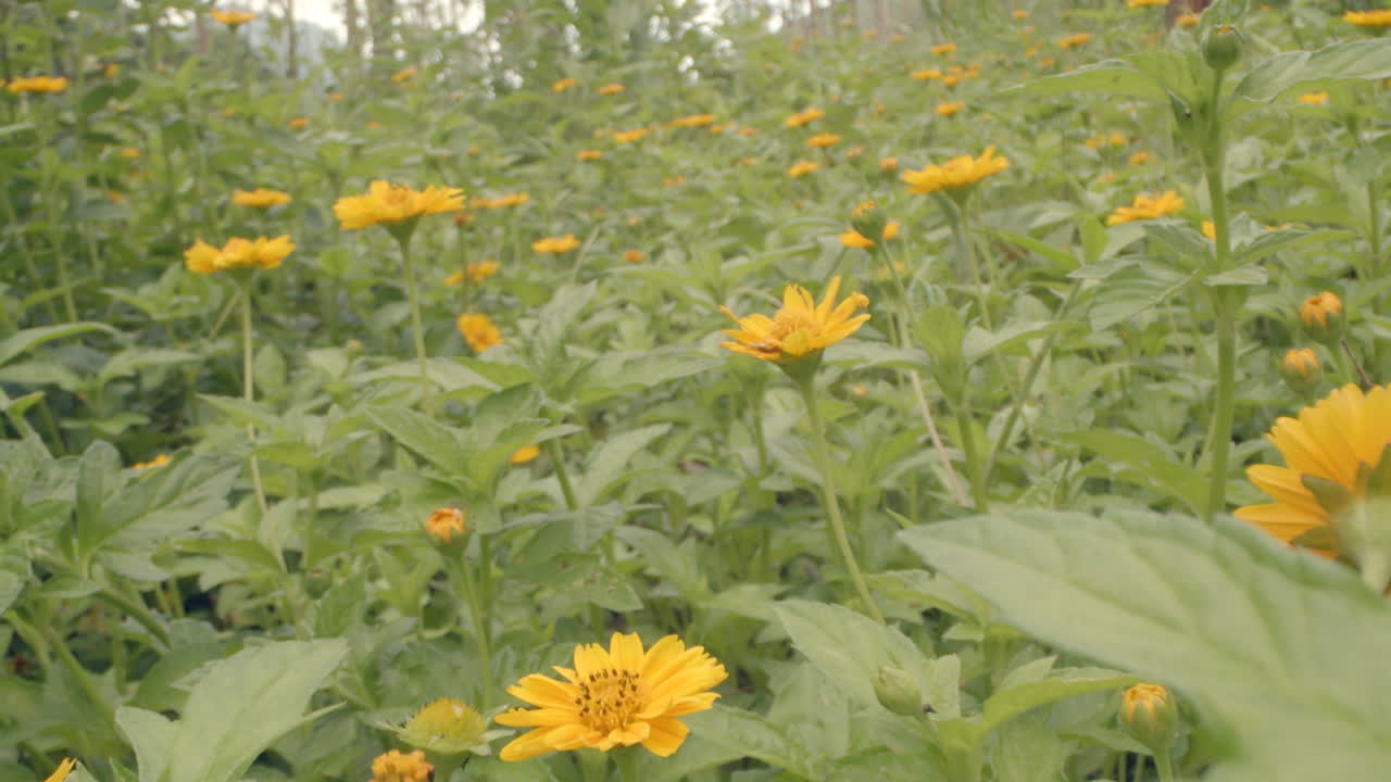 желтый цветок маргаритки в лесу, куколка, макросъемка крупным планом