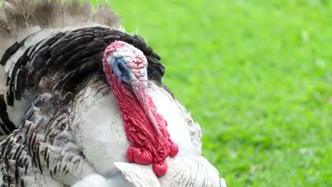 Turkey Close-Up