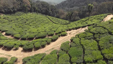 Vista-De-La-Plantación-De-Jardines-De-Té-De-Munnar-Que-Cubre-Las-Exuberantes-Colinas-Verdes,-En-La-India---Tiro-De-Revelación-De-Inclinación-Ascendente-Aérea