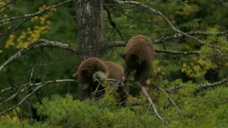 cinnamon bear cubs playfully walking on branch high up in tree slomo