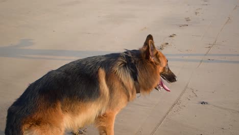 Perro-Pastor-Alemán-De-Humor-Juguetón-En-La-Playa,-Jugando-Con-El-Dueño-En-La-Playa-En-Mumbai