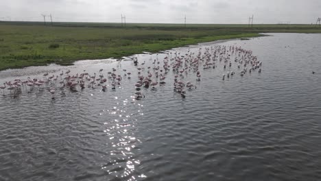 The-shores-of-a-lake-with-flamingos-and-wading-birds-in-Free-State-of-South-Africa